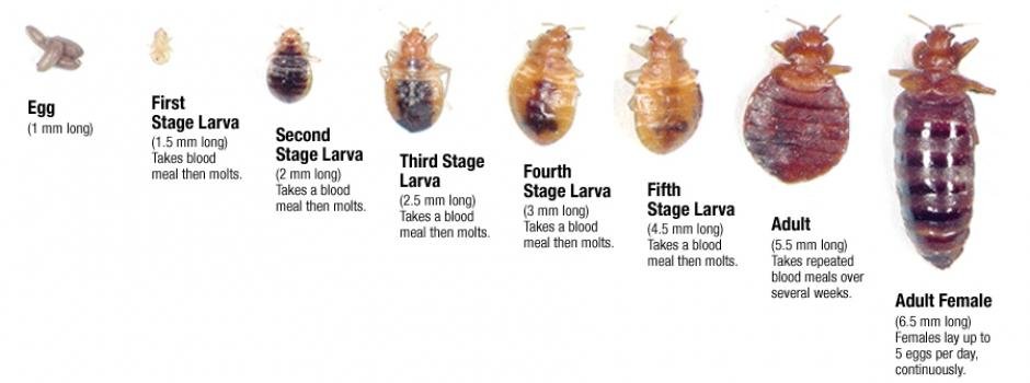 Bed Bug Life Cycle Chart Pictures to pin on Pinterest